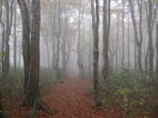 
              扇ノ山紅葉登山（大根収穫体験付き）
              