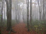 扇ノ山紅葉登山（大根収穫体験付き）